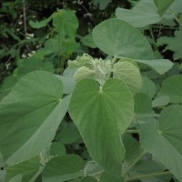 Abutilon pannosum (G.Forst.) Schltdl.